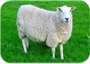 Caciotta Morbida di Pecora