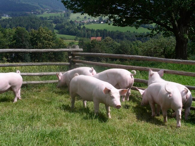 Guanciale Affumicato