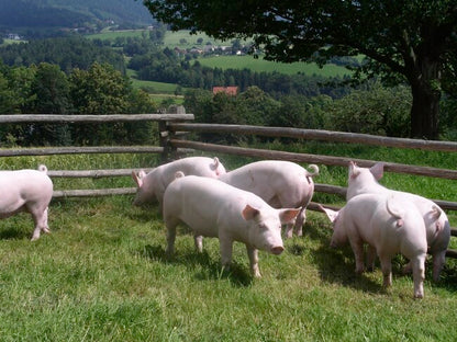 Guanciale Affumicato